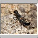 Stenus sp - Kurzfluegler 01b 5mm.jpg